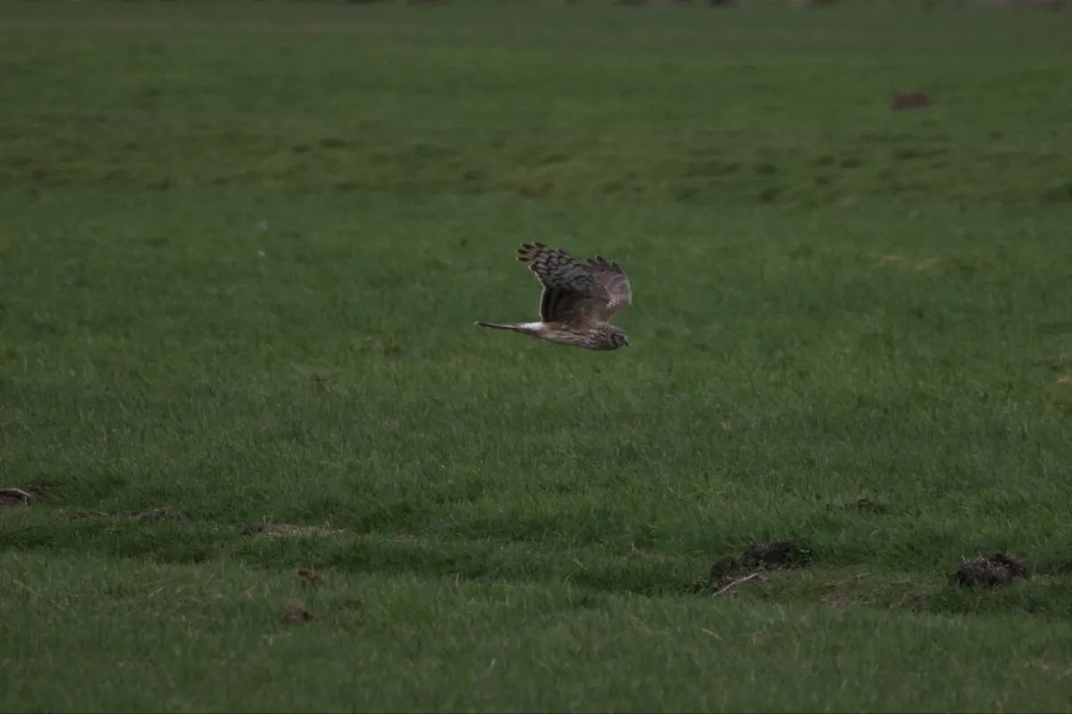 Gespotte Blauwe kiekendief