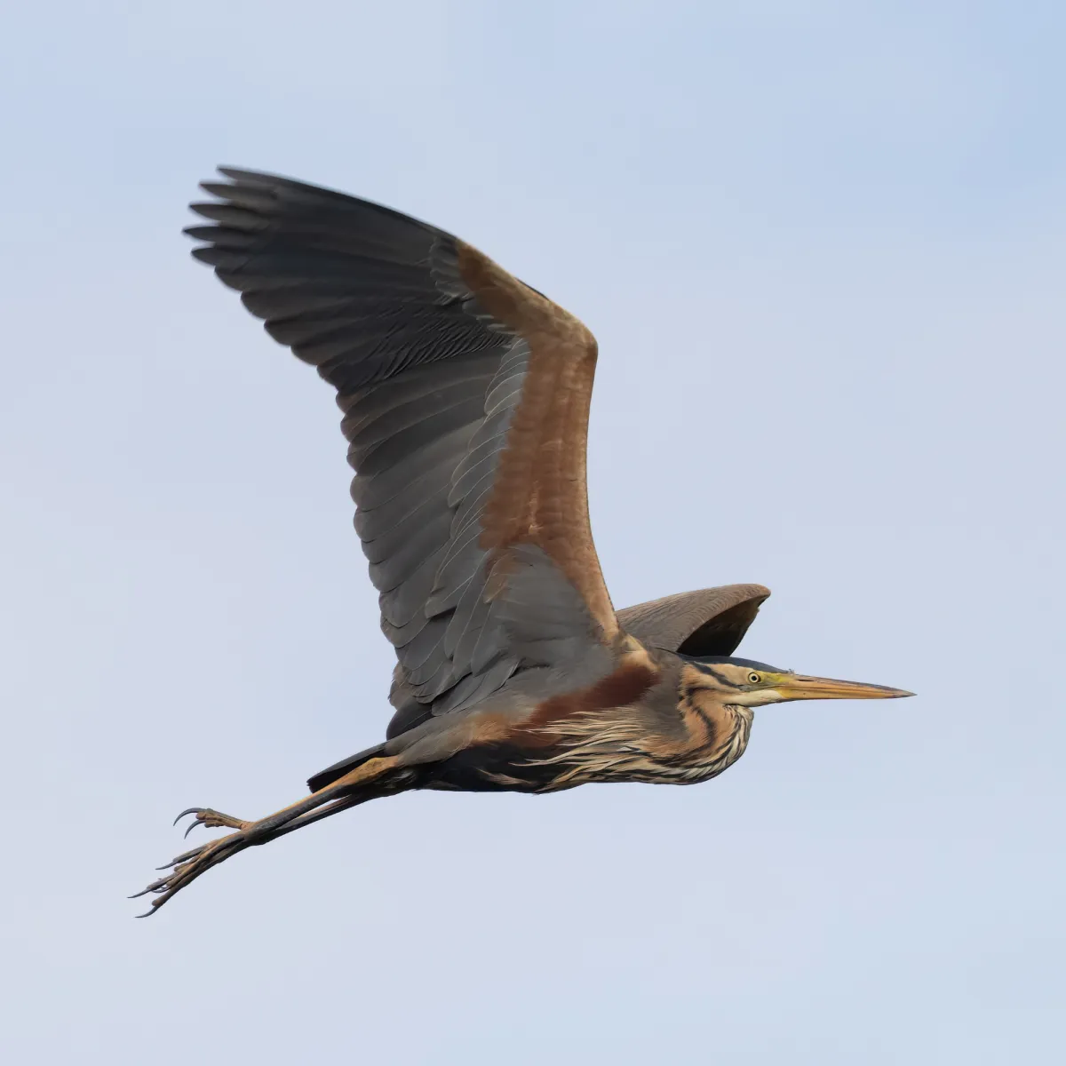 Waargenomen Purperreiger