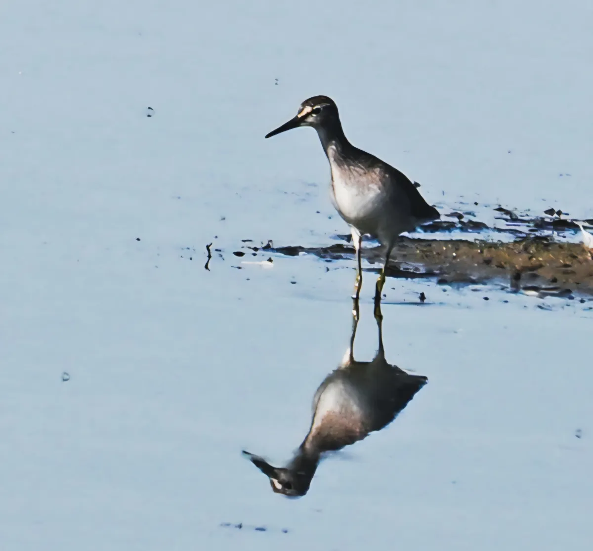 Spotted Wood Sandpiper