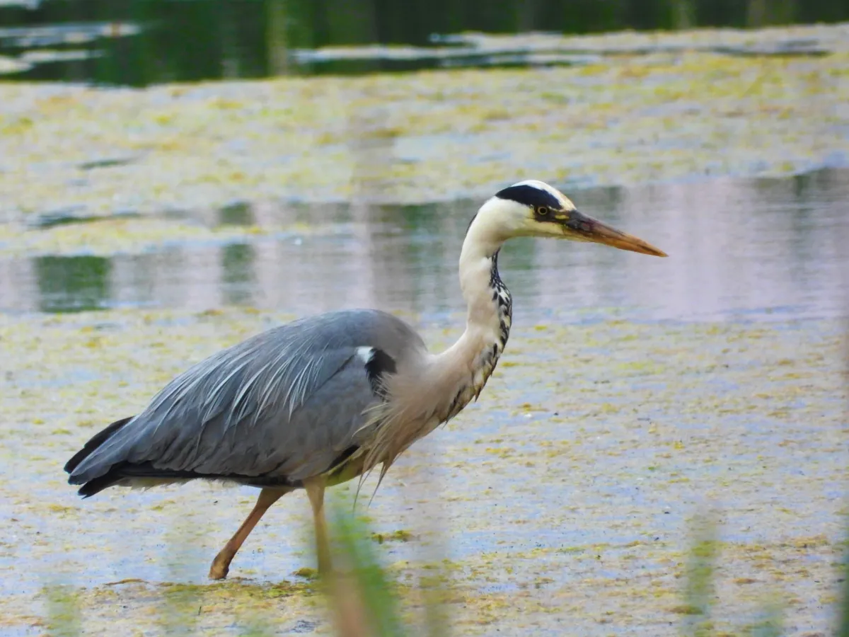 Waargenomen Blauwe reiger