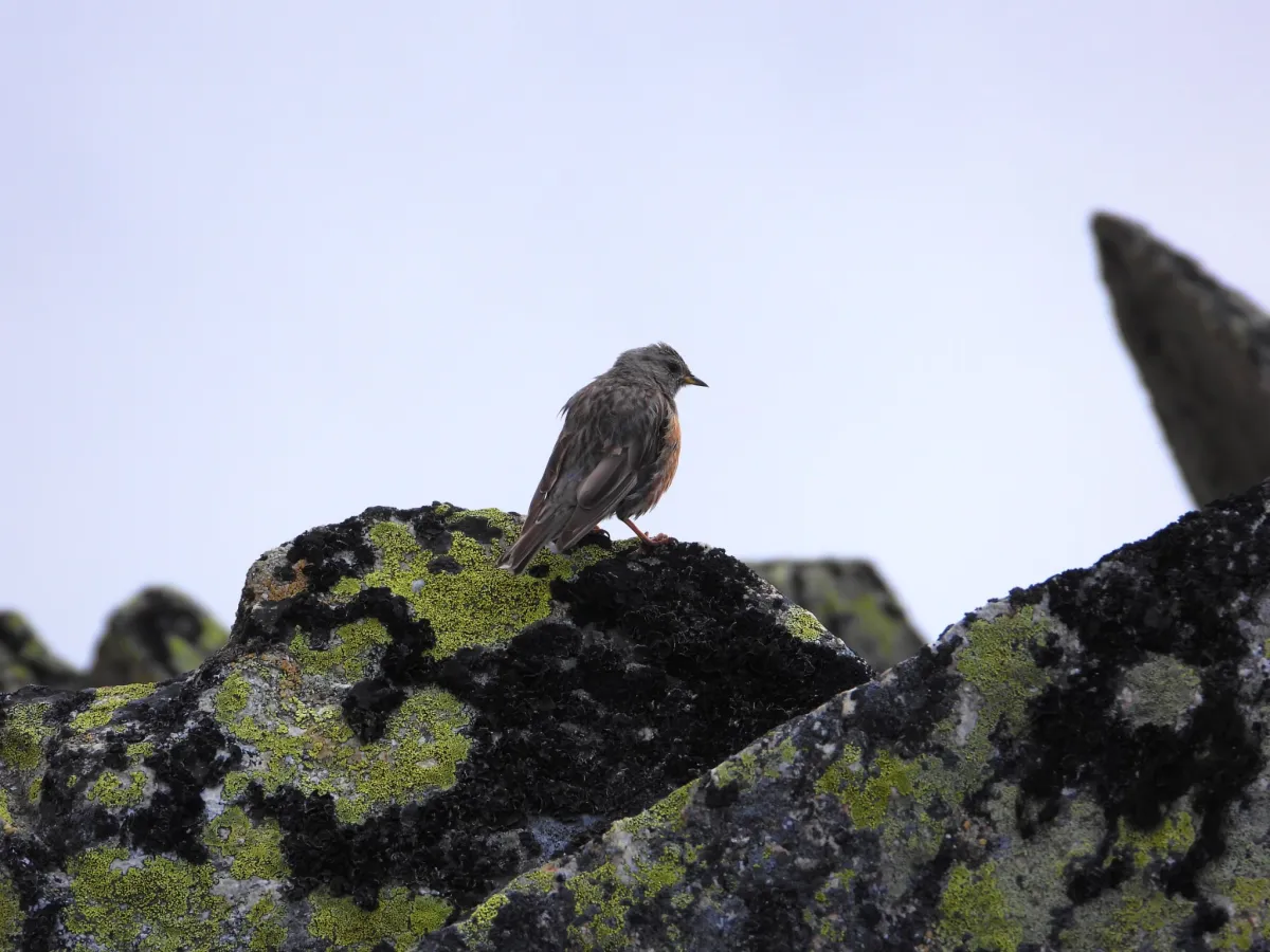Waargenomen Alpenheggenmus