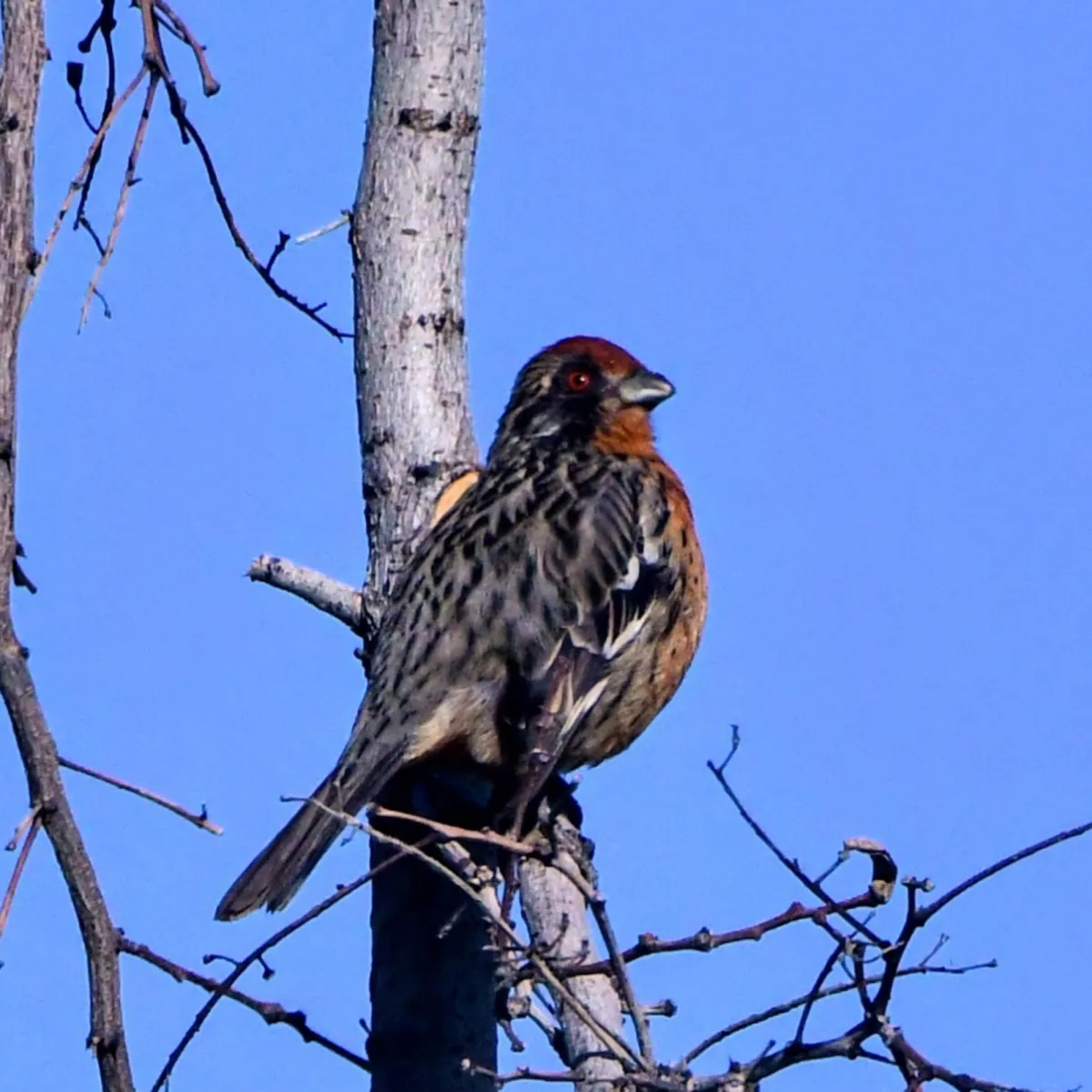 Spotted Rufous-tailed Plantcutter