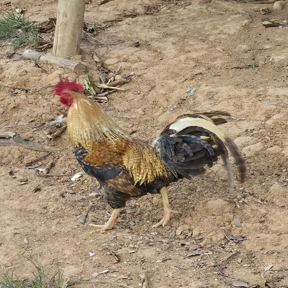 Gespotte Bankivahoen