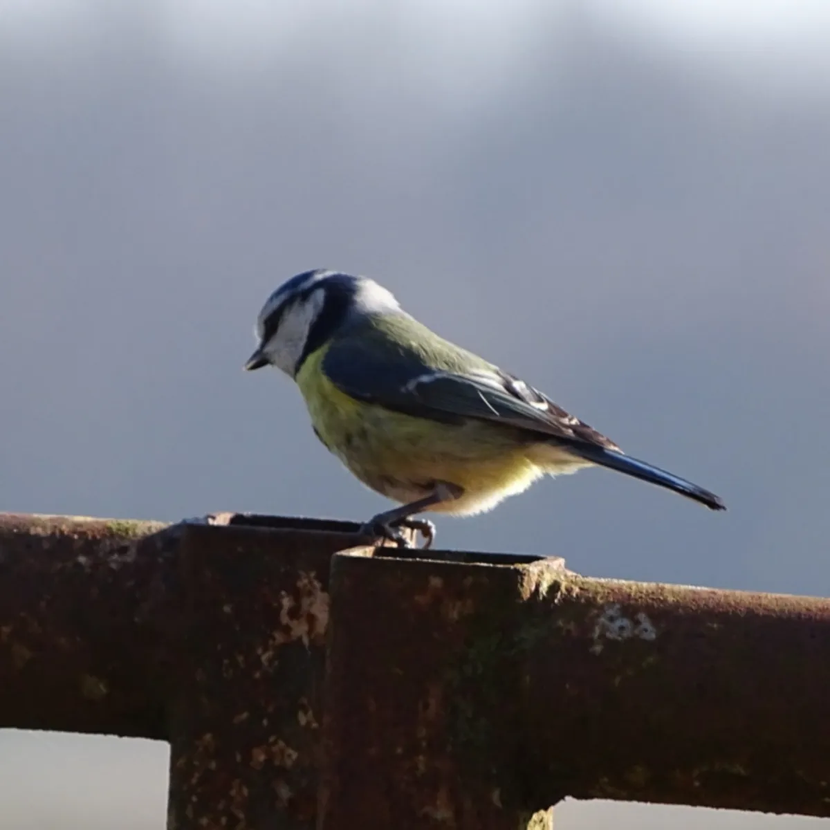 Spotted Eurasian Blue Tit
