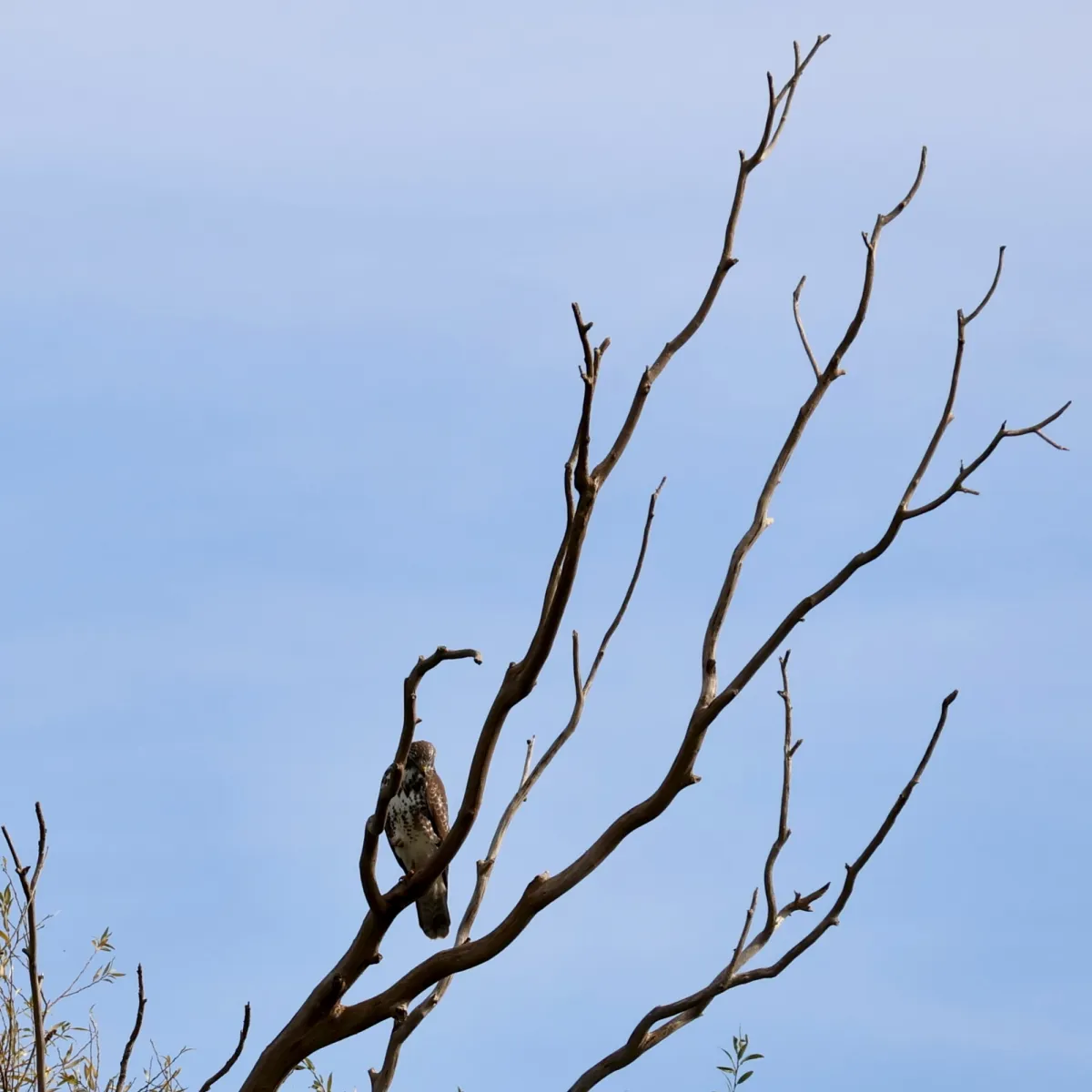 Spotted Common Buzzard