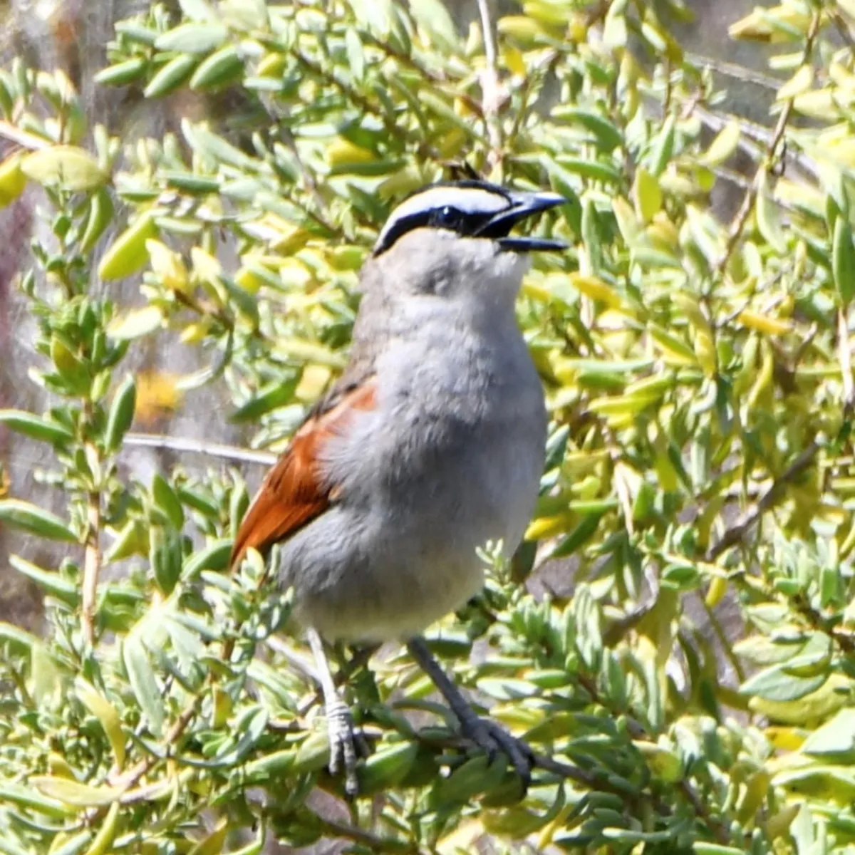 Gespotte Zwartkruintsjagra