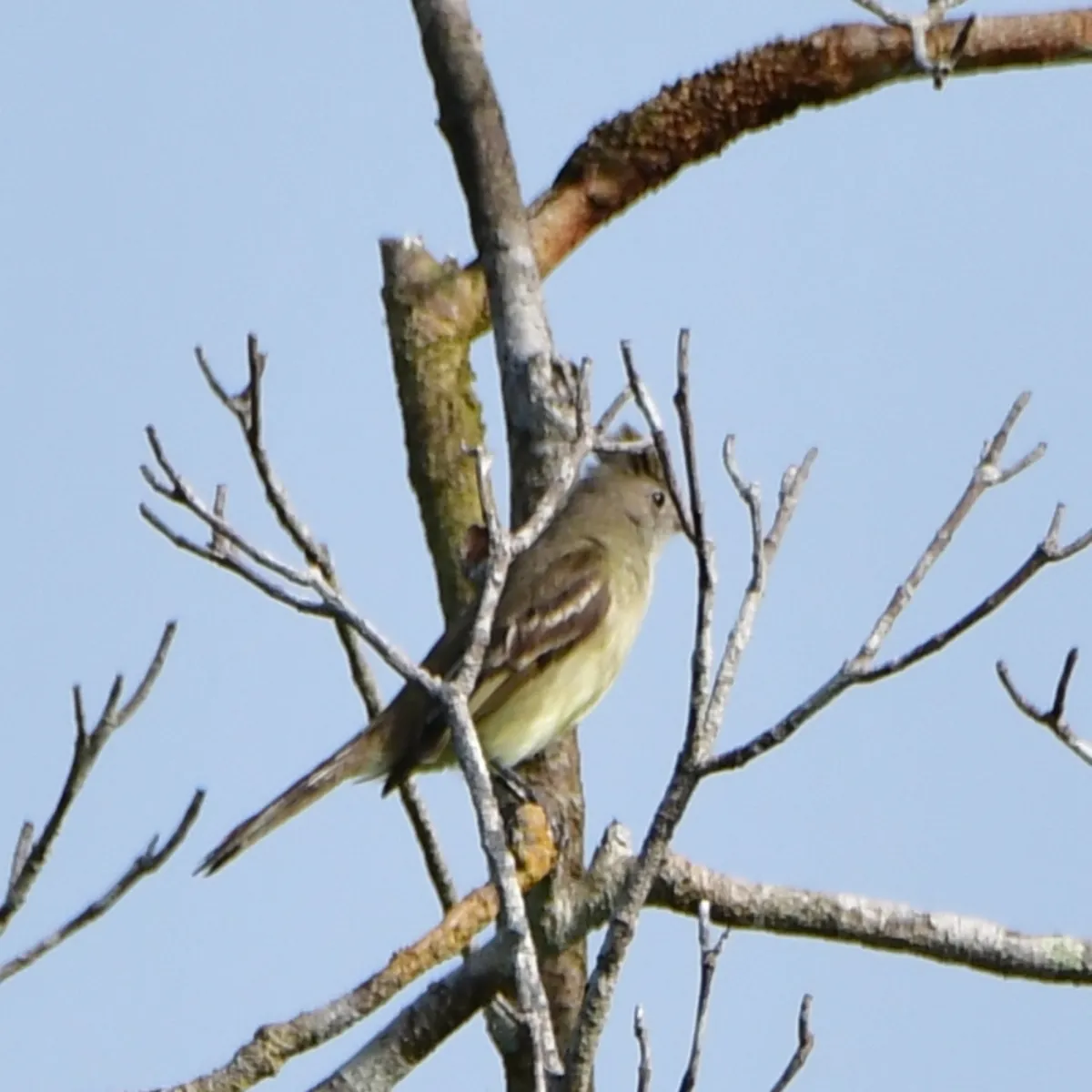 Spotted Plain-crested Elaenia
