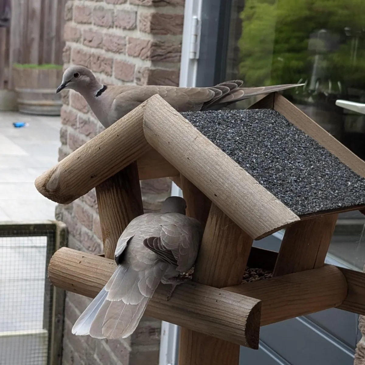 Gespotte Turkse tortel