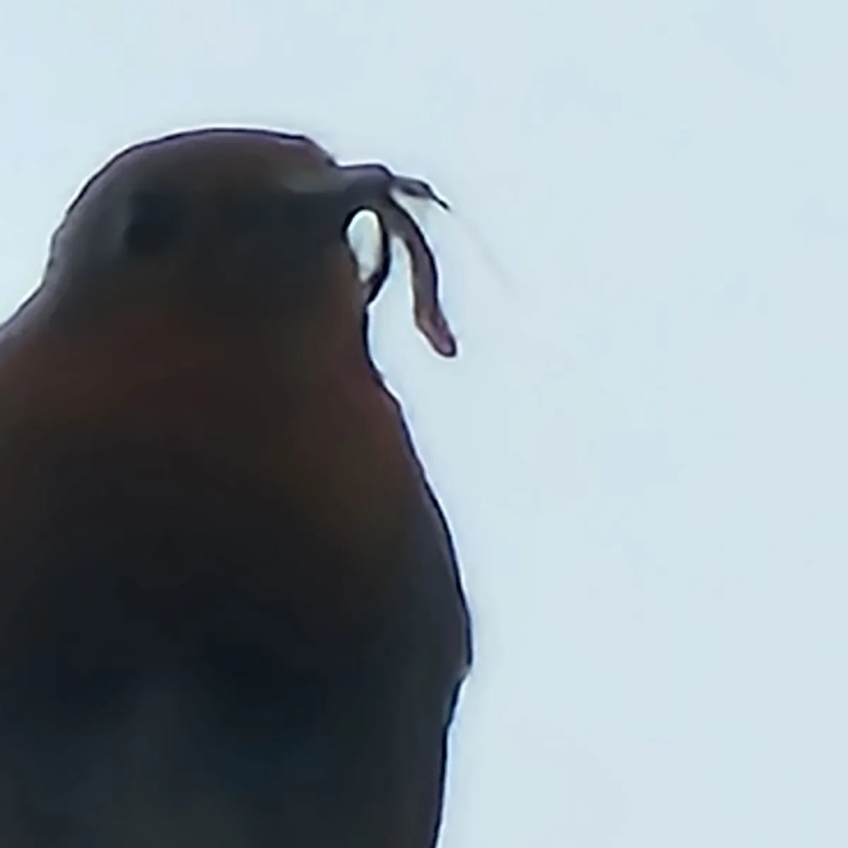 Spotted European Robin
