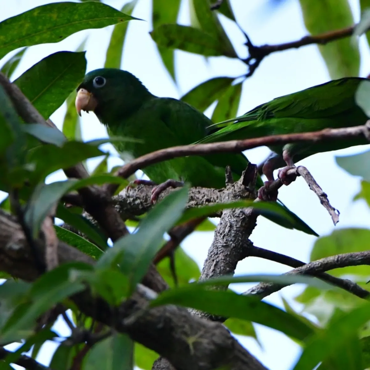 Spotted Golden-winged Parakeet
