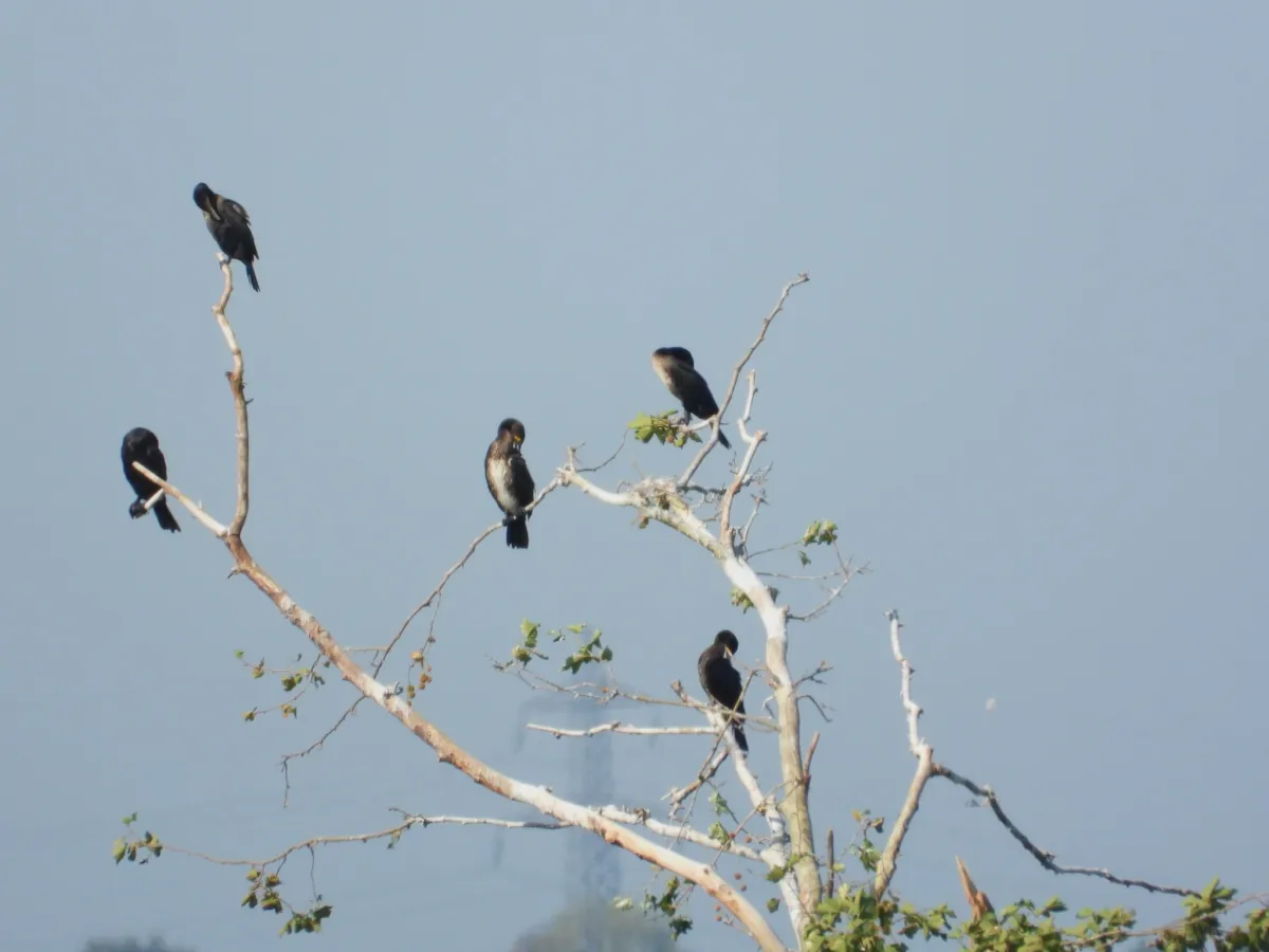 Spotted Great Cormorant