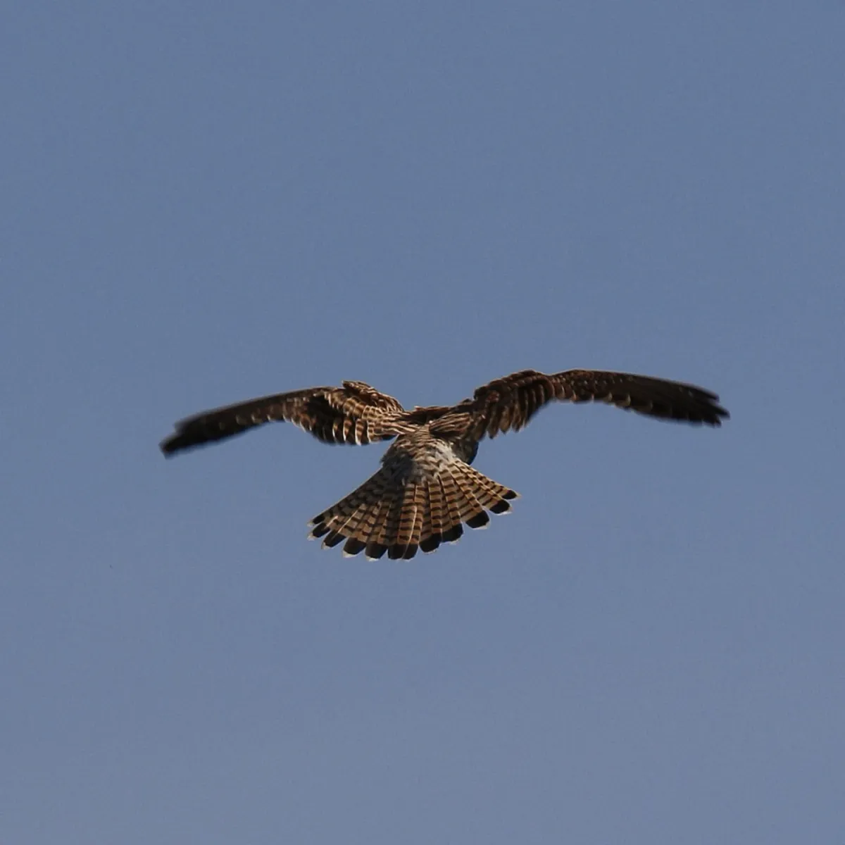 Spotted Eurasian Kestrel