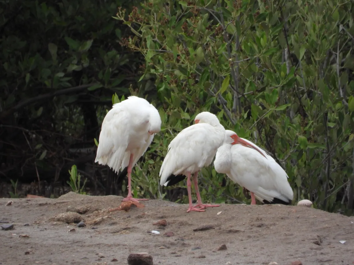 Spotted White Ibis