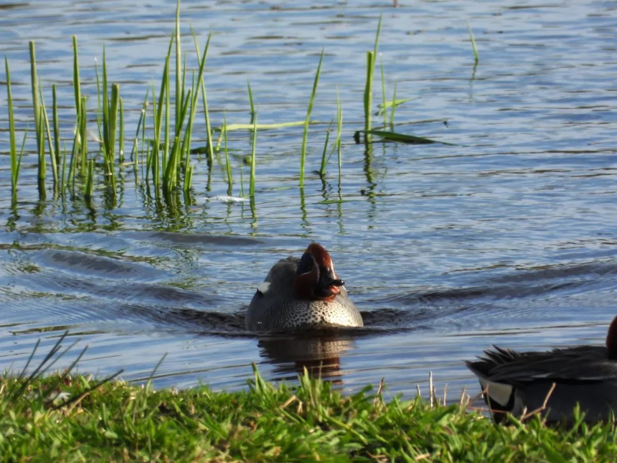 Gespotte Wintertaling