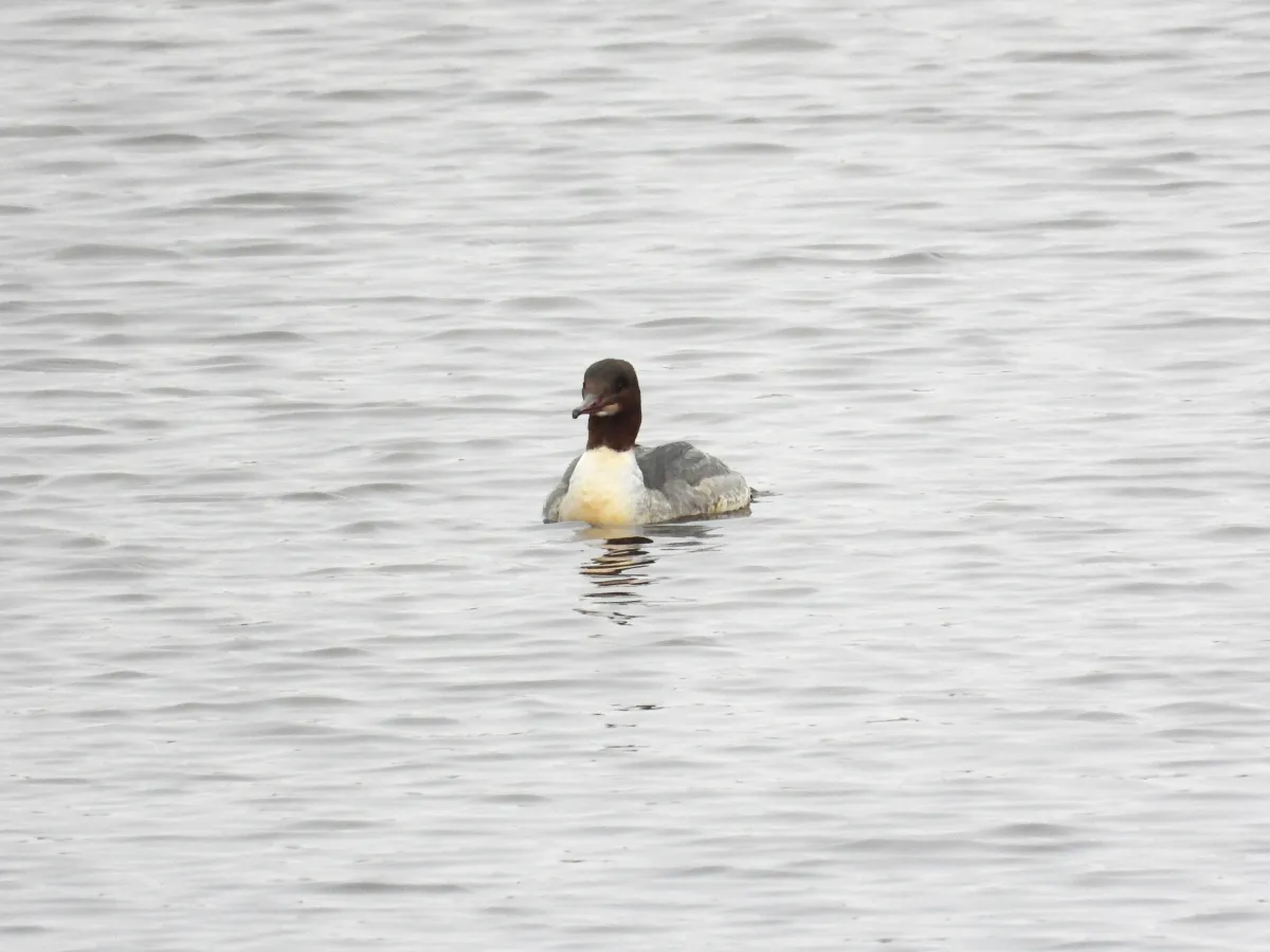 Gespotte Grote zaagbek