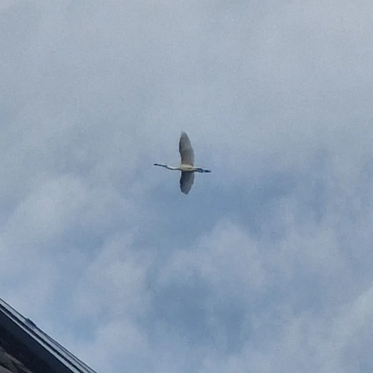 Waargenomen Kraanvogel