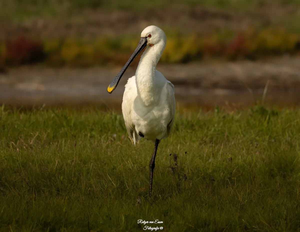 Spotted Eurasian Spoonbill