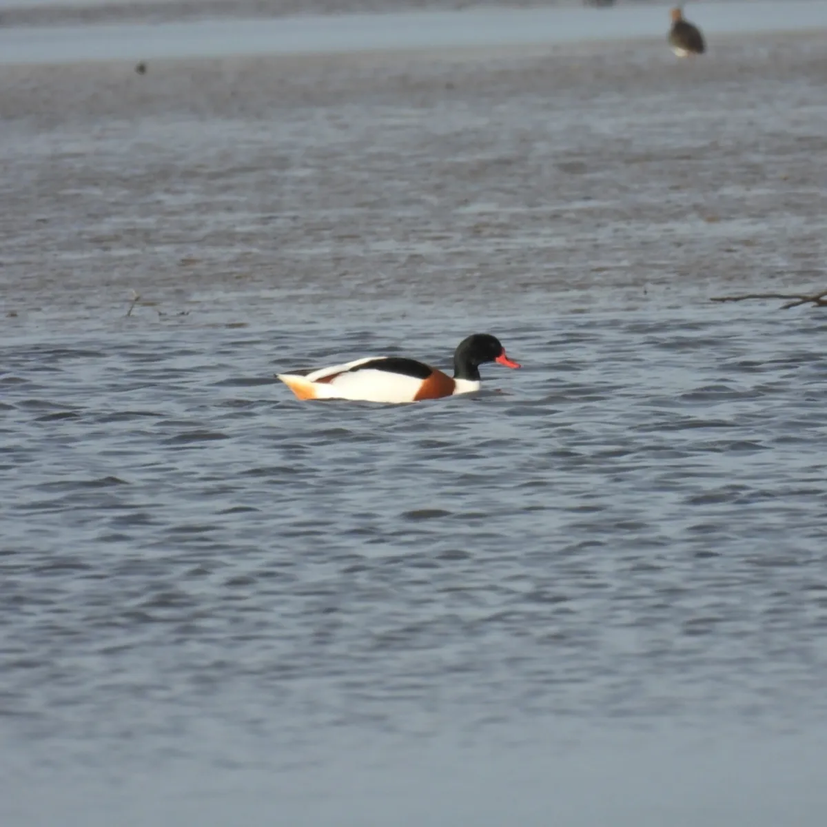 Spotted Common Shelduck