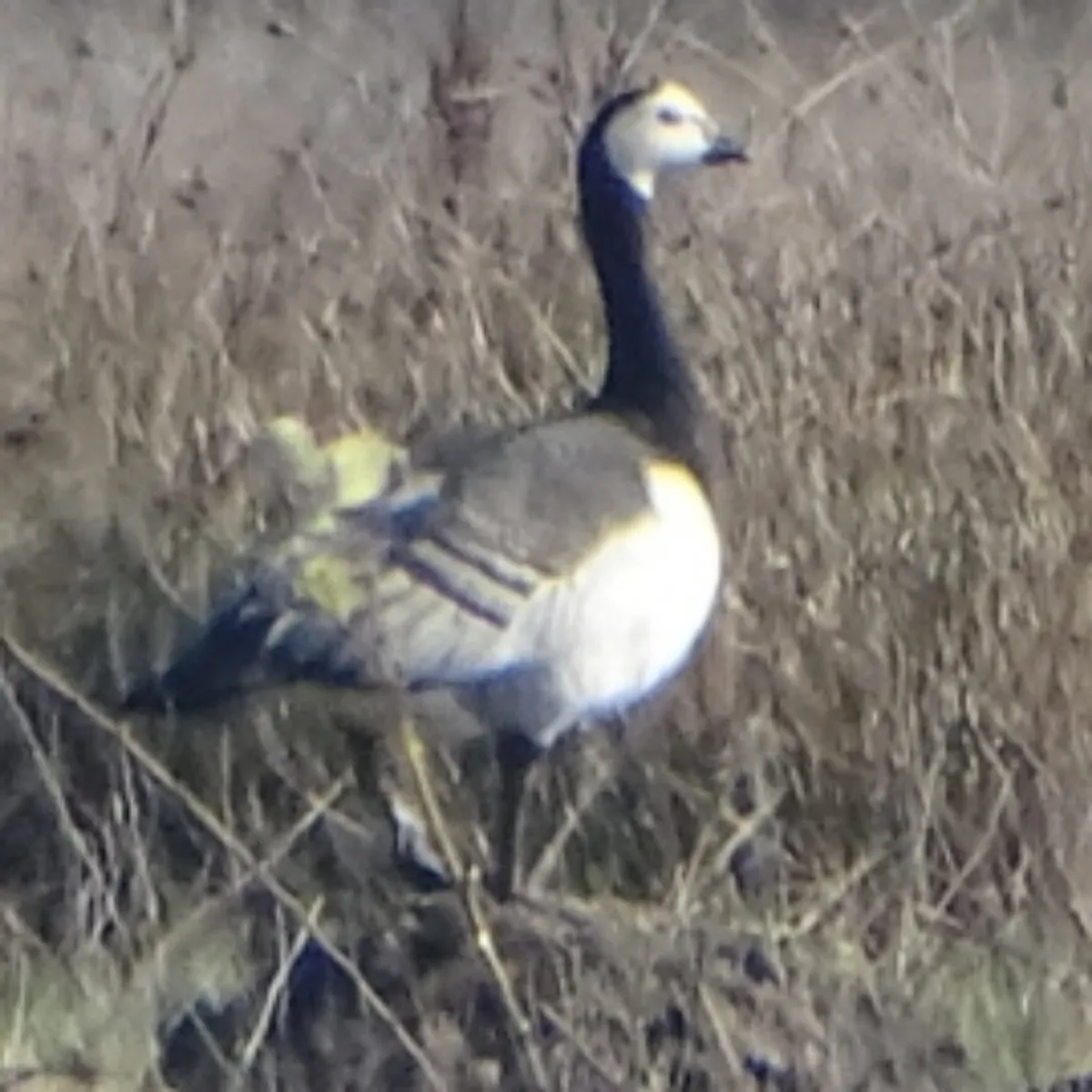Spotted Barnacle Goose