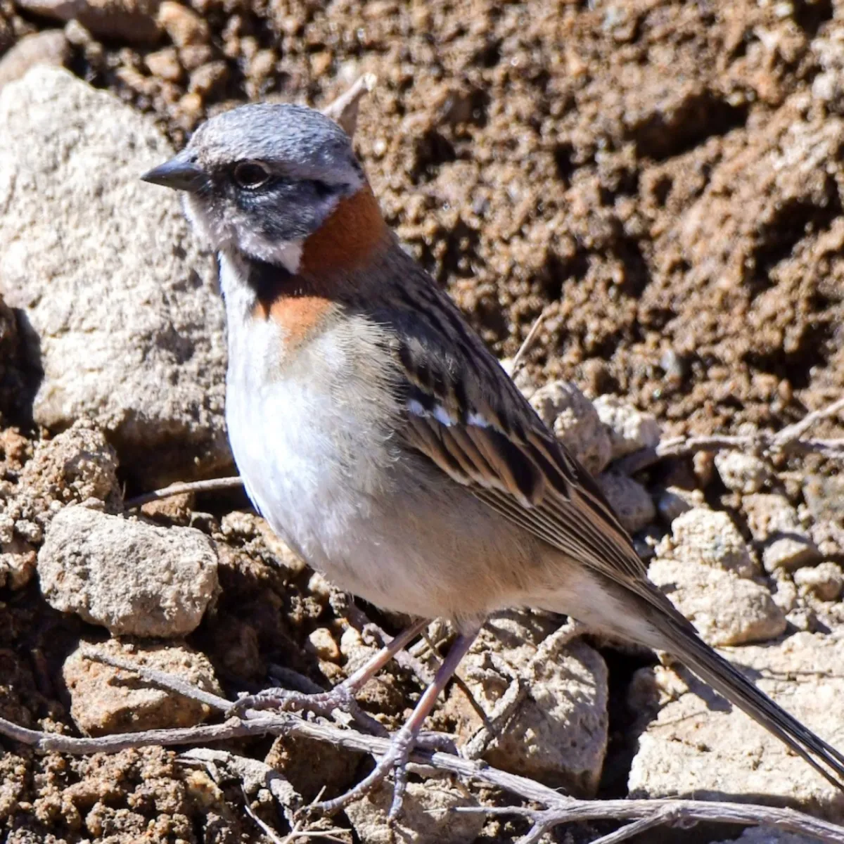 Spotted Rufous-collared Sparrow