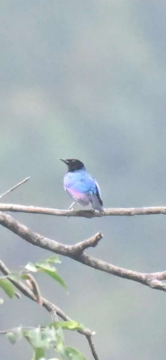 Spotted Purple Starling