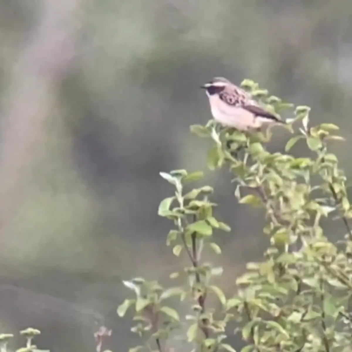 Spotted Whinchat
