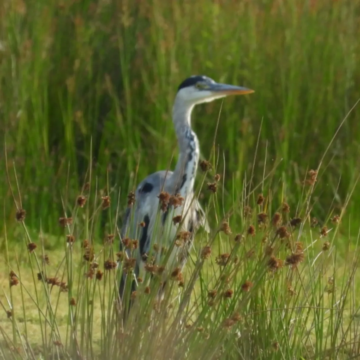 Waargenomen Blauwe reiger
