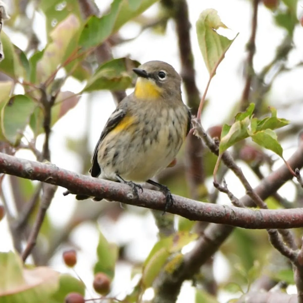Spotted Yellow-rumped Warbler