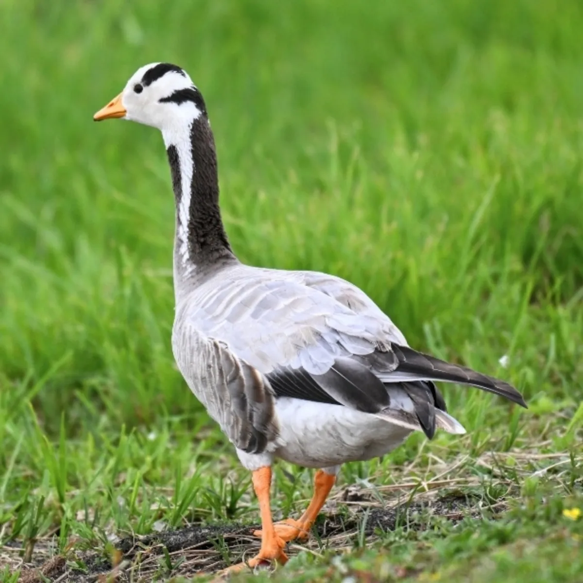 Spotted Bar-headed Goose