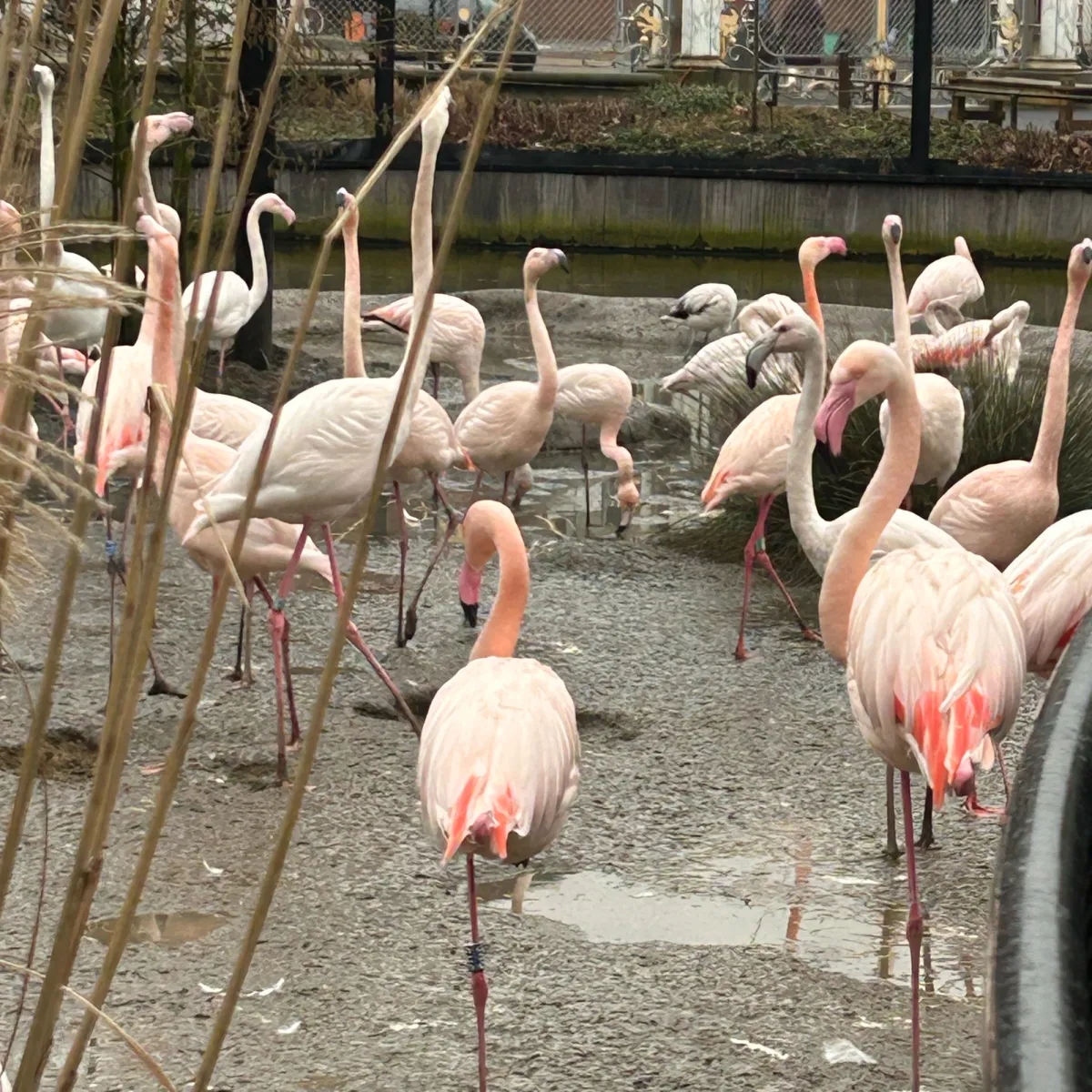 Gespotte Flamingo