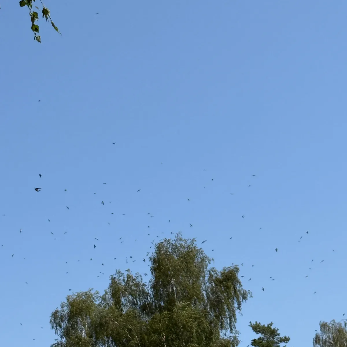 Waargenomen Huiszwaluw
