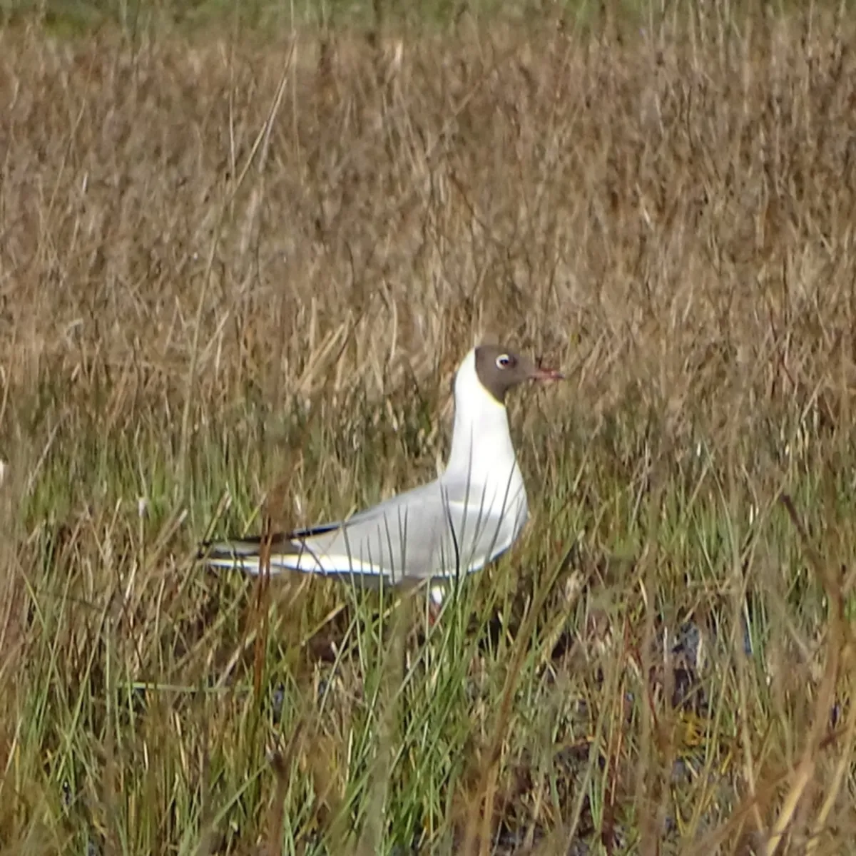 Spotted Black-headed Gull