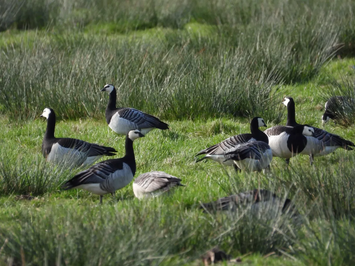 Spotted Barnacle Goose
