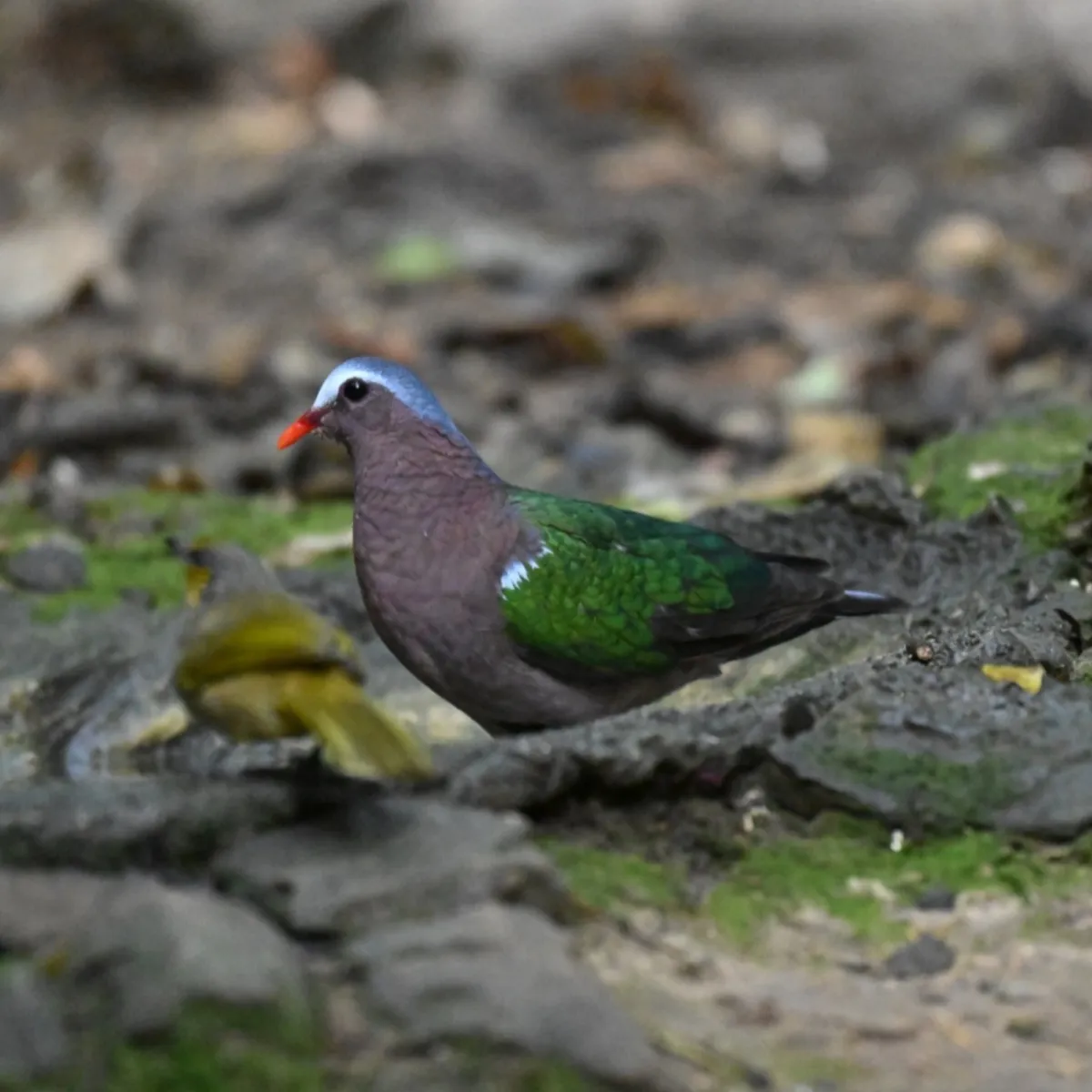 Gespotte Indische smaragdduif