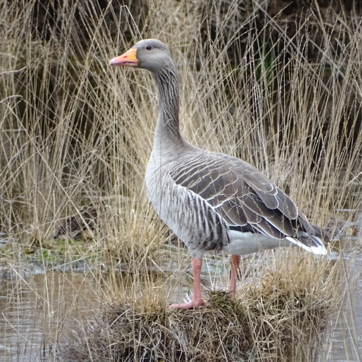 Gespotte Grauwe gans