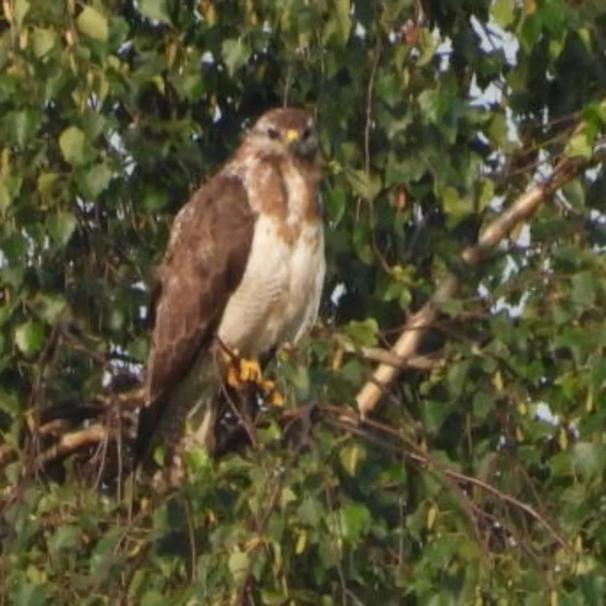 Waargenomen Buizerd