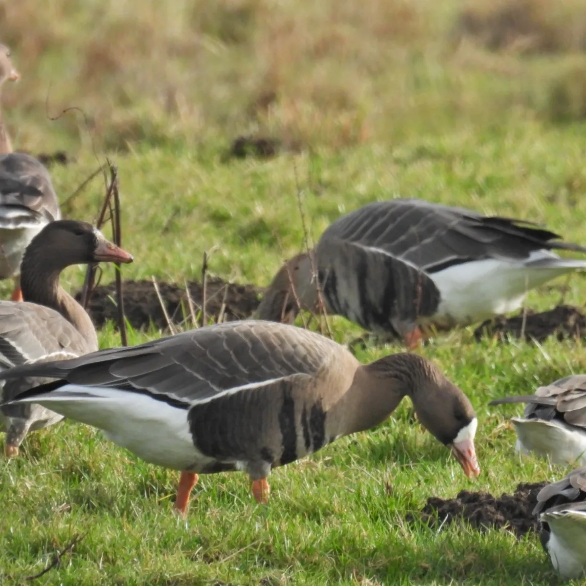 Spotted Greater White-fronted Goose