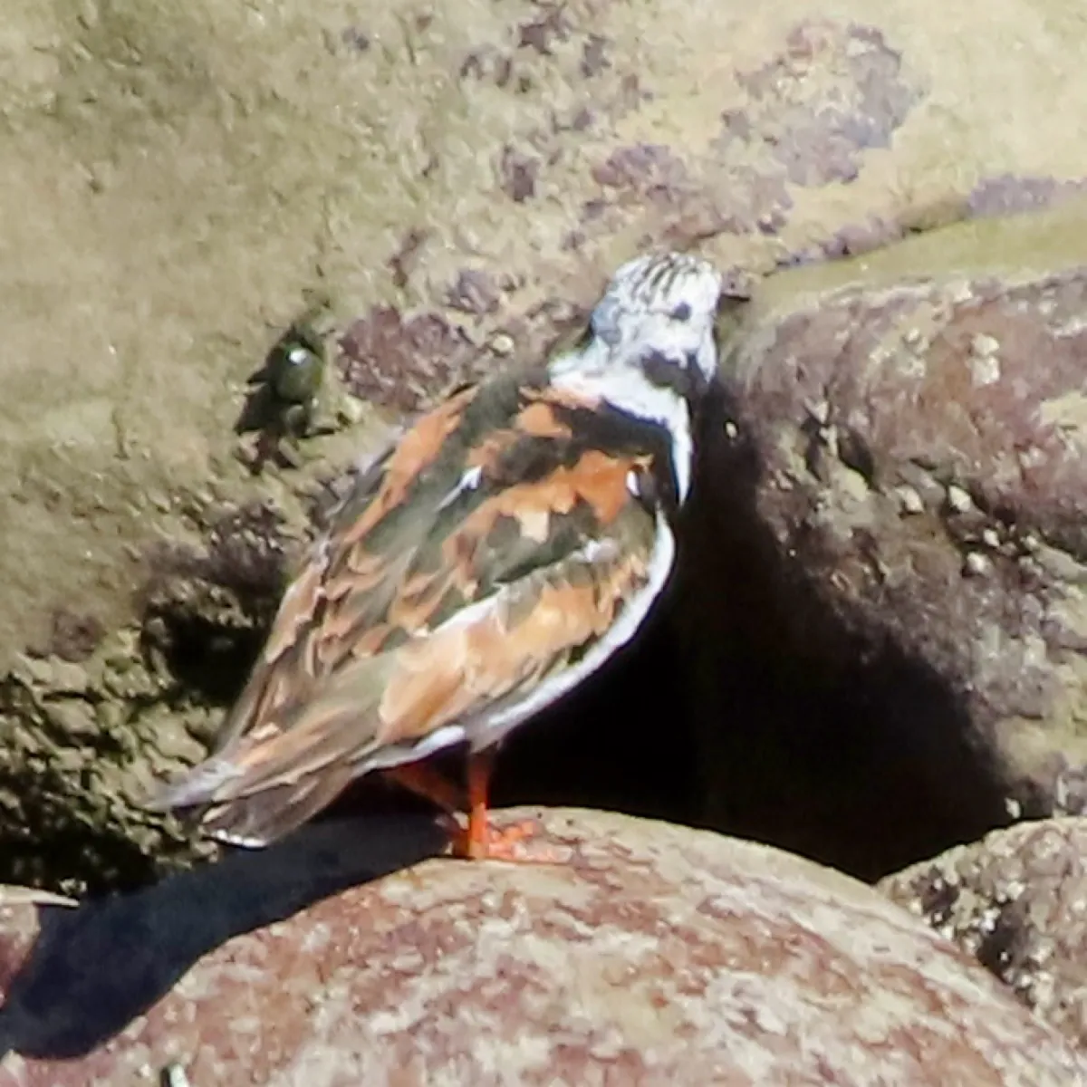 Spotted Ruddy Turnstone