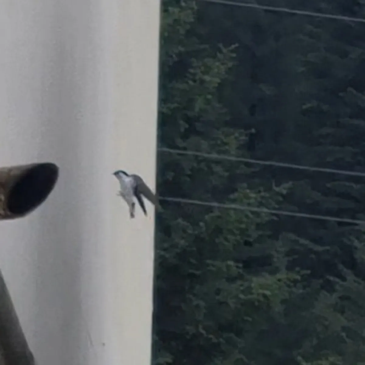 Spotted Violet-green Swallow