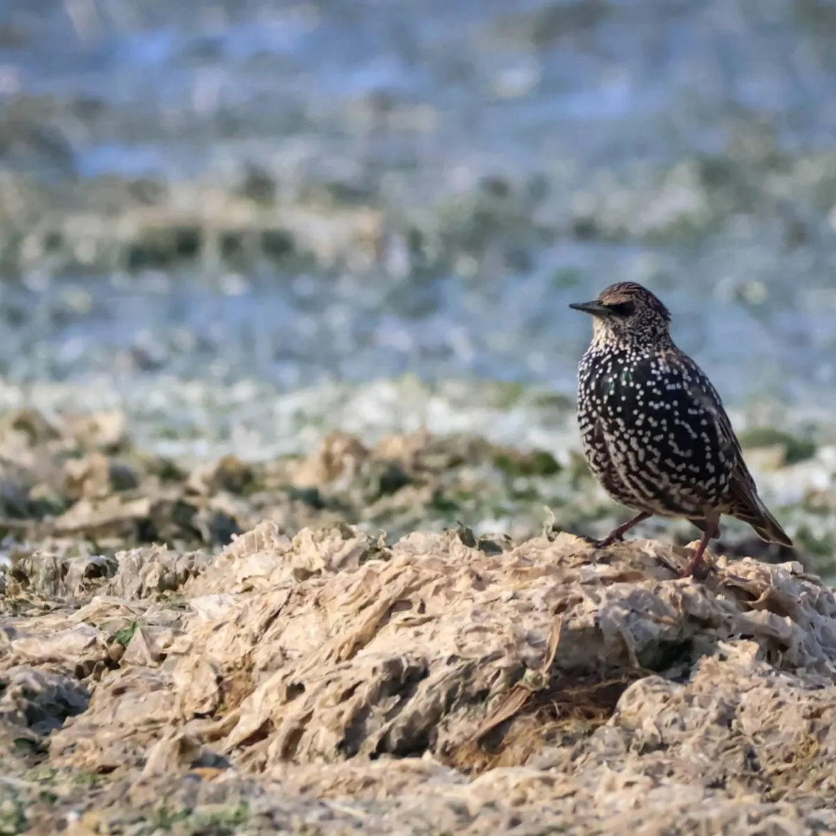 Spotted European Starling