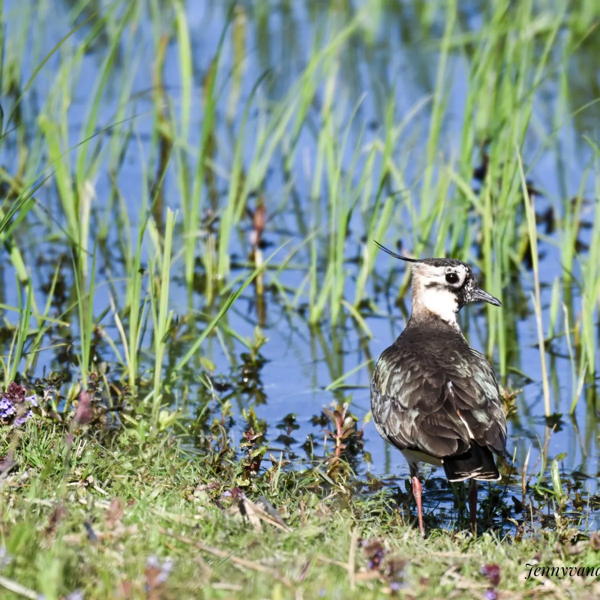 Spotted Northern Lapwing