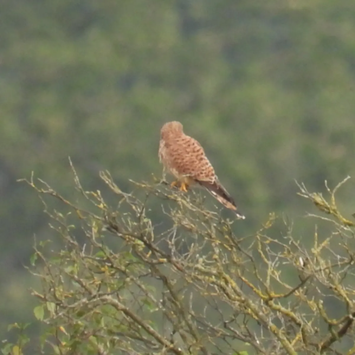 Spotted Eurasian Kestrel