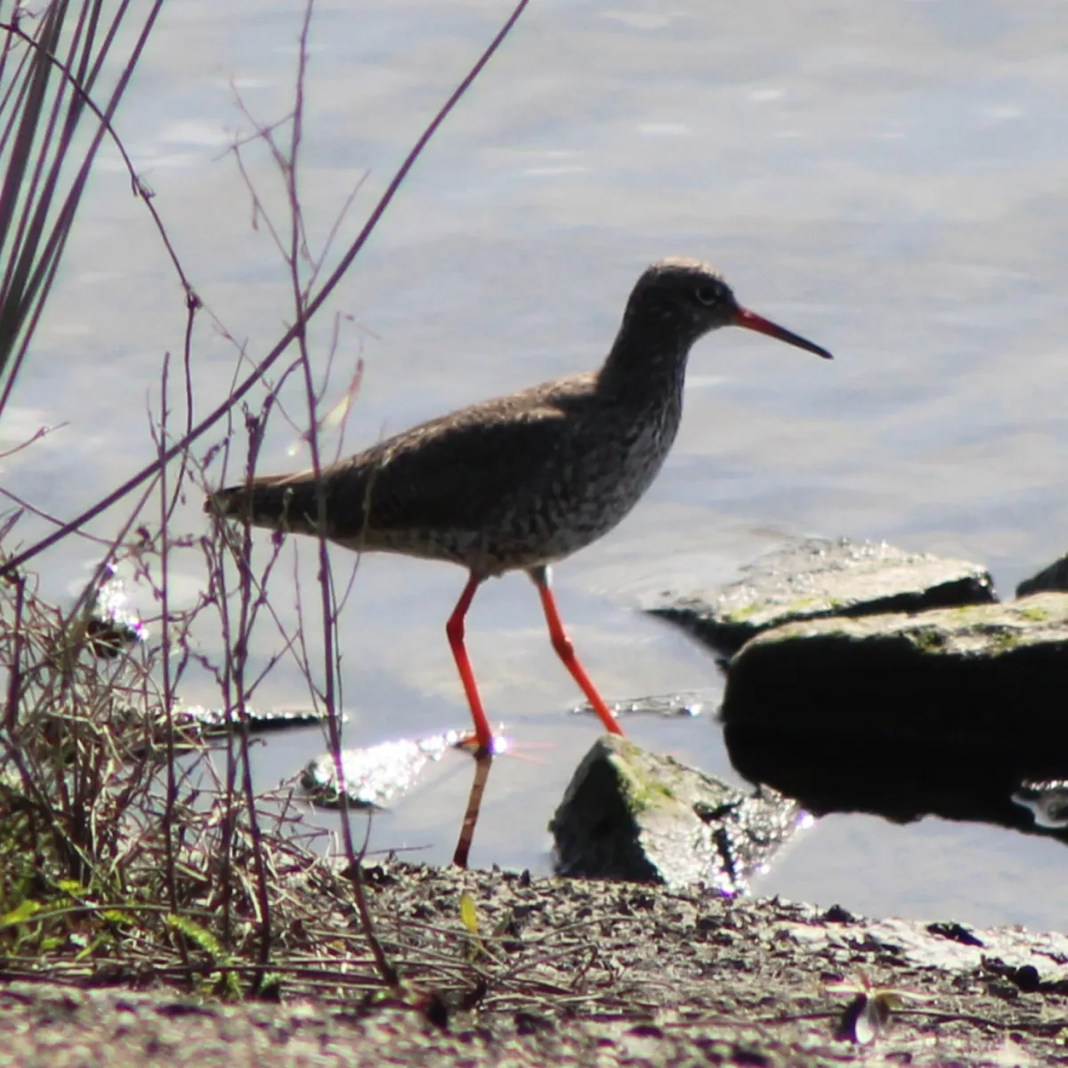 Spotted Common Redshank