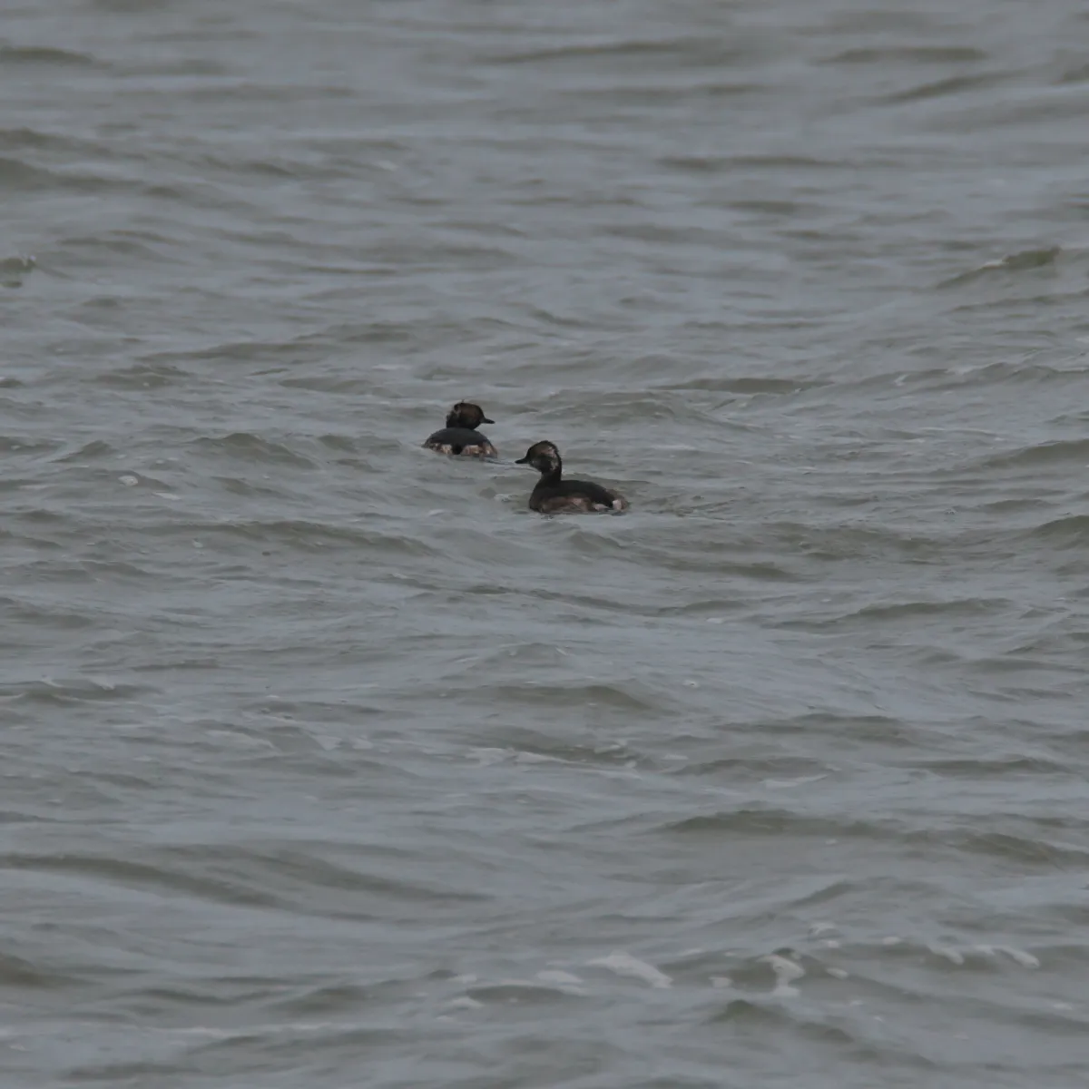 Spotted Eared Grebe