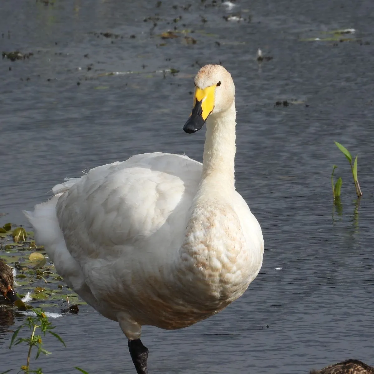 Gespotte Wilde zwaan