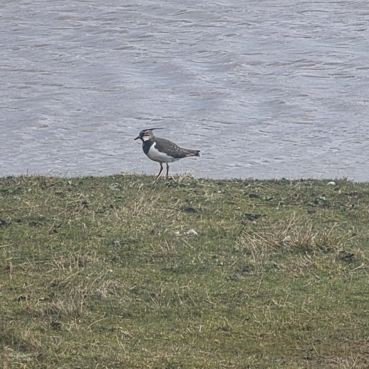 Spotted Northern Lapwing