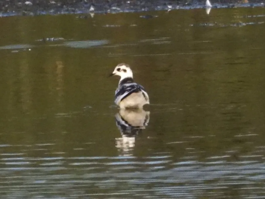 Spotted Little Gull