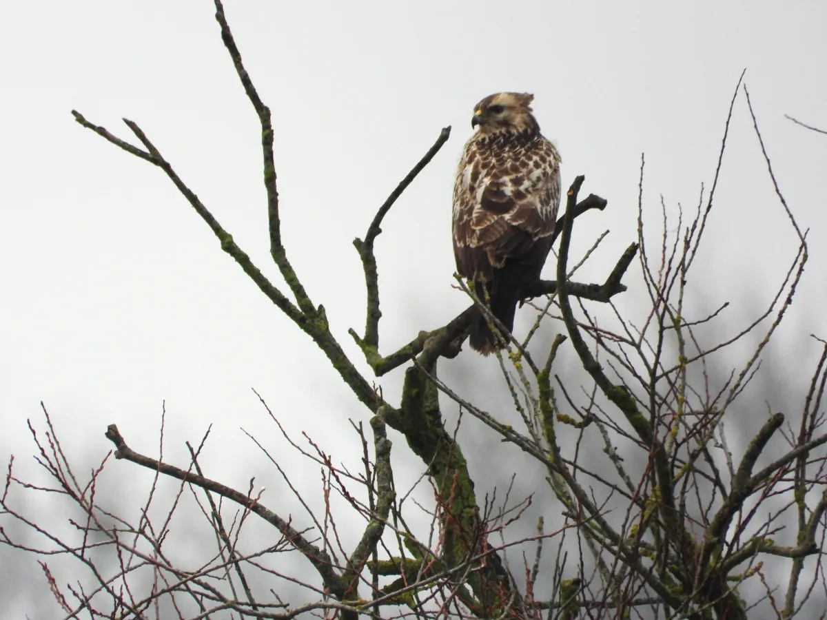 Gespotte Buizerd