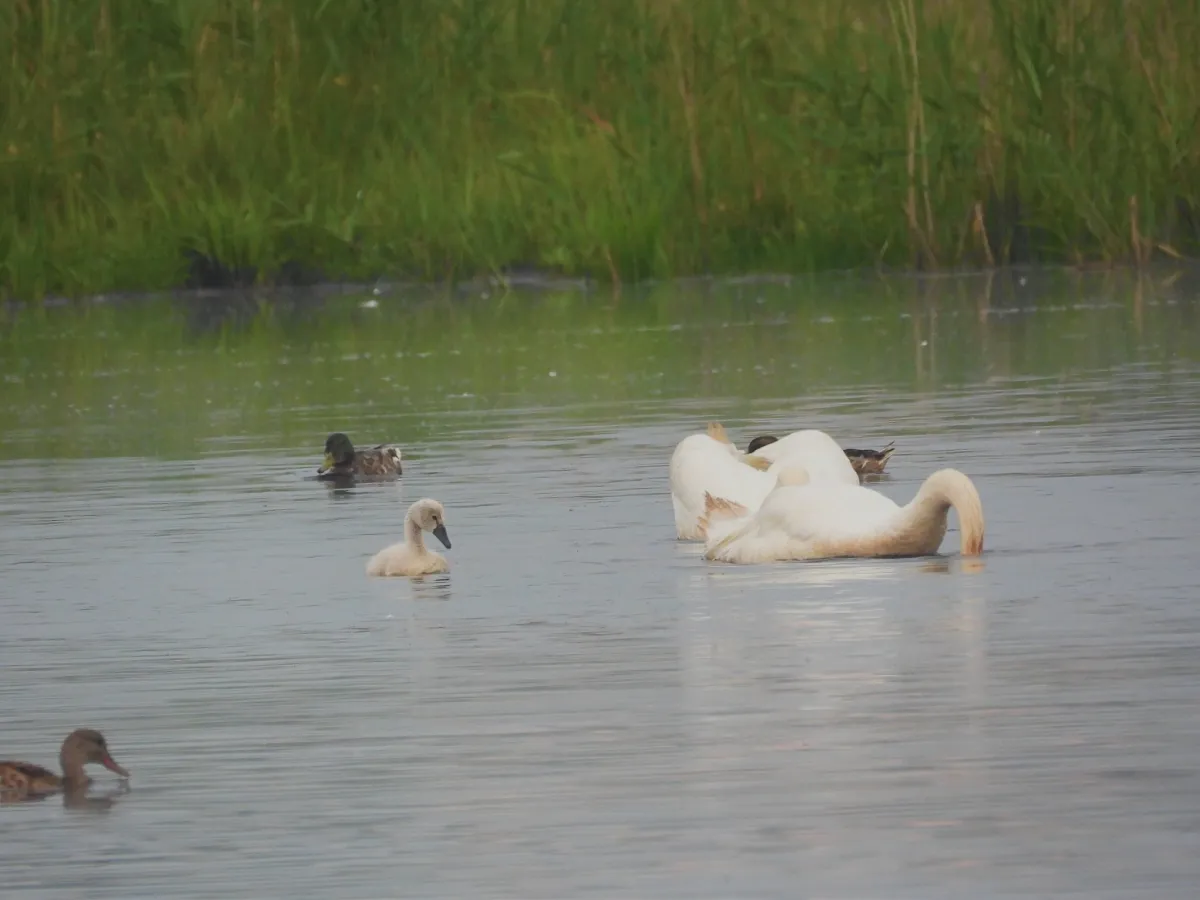 Spotted Mute Swan