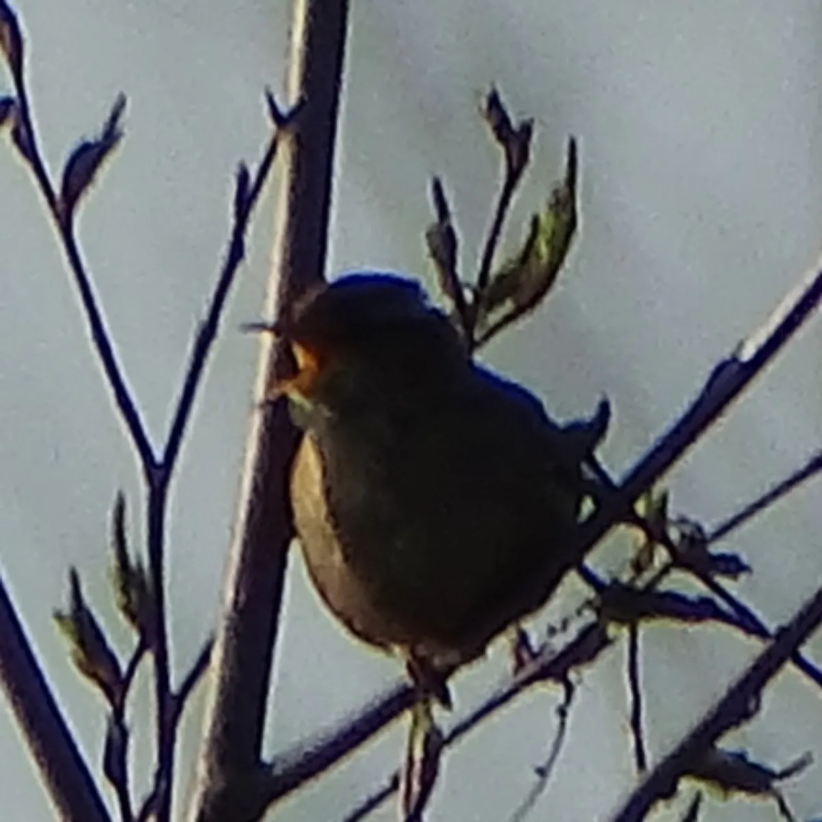 Gespotte Winterkoning